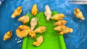 Обезьянка наблюдает, как утята катаются с горки и плавают в бассейне.