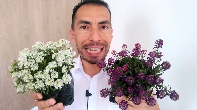 CUIDADOS DE LA LOBULARIA MARITIMA. Sweet Alyssum смотреть онлайн