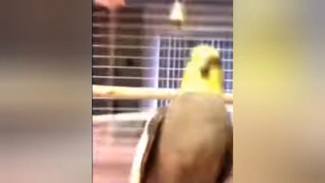 мем оригинал,школа уходит на каникулы, карантин. смотреть онлайн