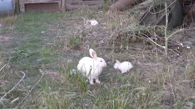 Содержание кроликов открытым способом и в клетке смотреть онлайн