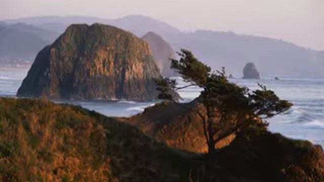 грецкий орех сохнут листья смотреть онлайн