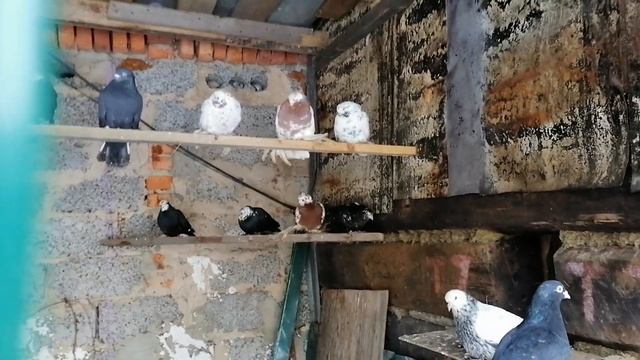 Голуби Виктора ,разговор у вольера часть 2- ая. Узбекские бойные двухчубые голуби.#узбекскиеголуби смотреть онлайн