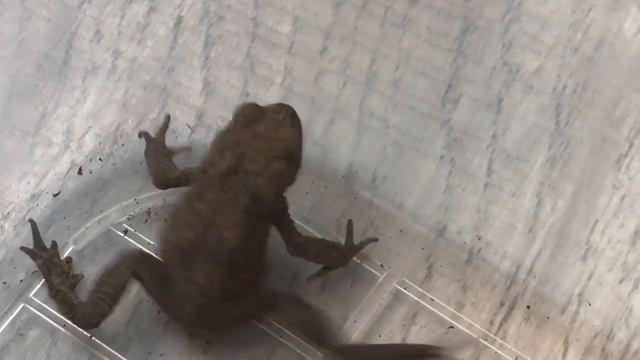 Как избавиться от лягушек на участке. смотреть онлайн