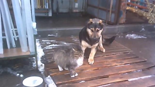 КОШКА АНФИСА И ЕЁ ПОКЛОННИК ЧИКЕНБОЙ THE CAT ANFISA AND HER FAN CHICKENBOY смотреть онлайн