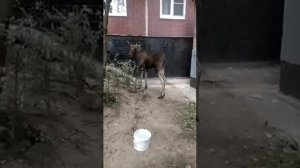 Лось в 14-м микрорайоне Зеленограда