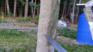 Отслоилась кора на яблоне. 2 - Лечению