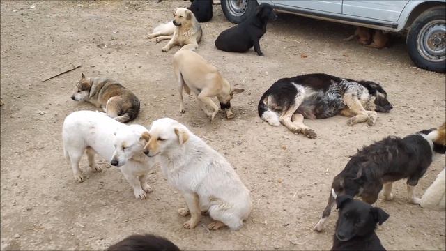 Приют бездомных собак Хаёт Hayot в Ташкенте, крупнейший в Центральной Азии приют бездомных животных смотреть онлайн