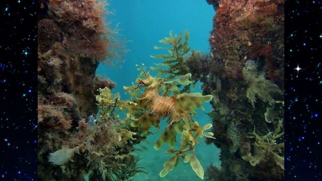 Морской конек [ТРЯПИЧНИК] смотреть онлайн