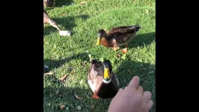 Праздник В Уппсала Культурная Ночь 2019 смотреть онлайн