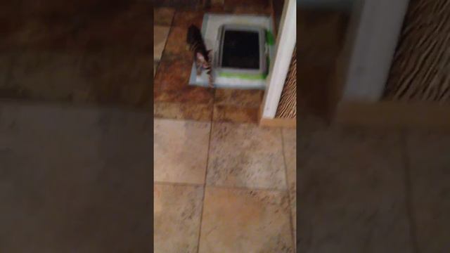 Той-терьеры и бенгалы