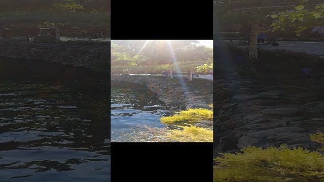 Рыбки золотые