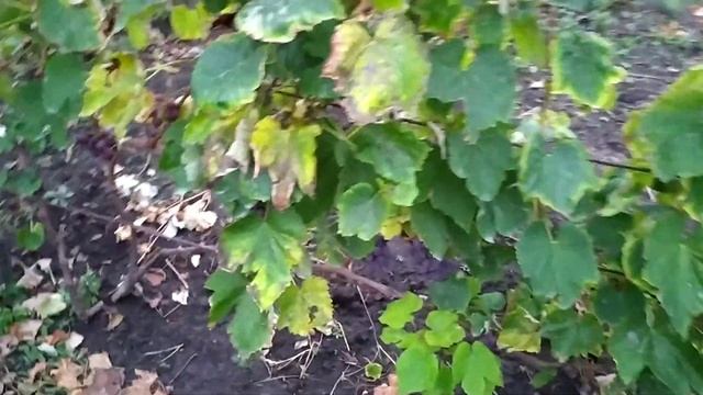 Сорт винограду "Російський Конкорд" смотреть онлайн