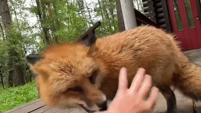 Алиса - лиса. Игра после дождя смотреть онлайн