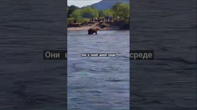 медведи пришли на рыбалку (камчатка). bears on a fishing trip. смотреть онлайн