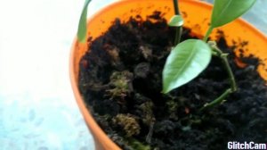 Веточки купленных мандаринов из магазина укоренились?