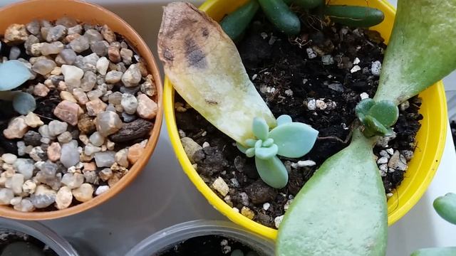 Как вырастить эхеверию из листа смотреть онлайн