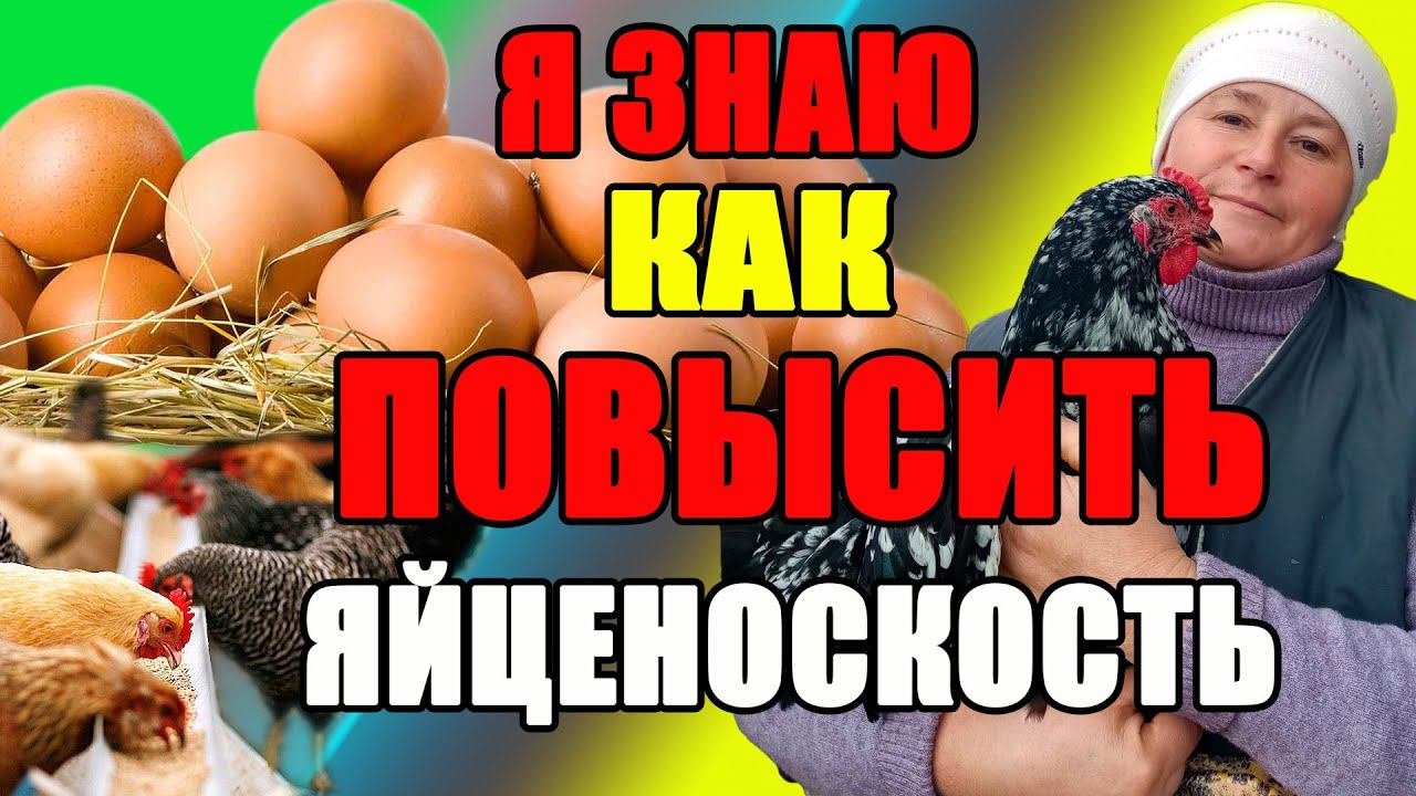 Я ЗНАЮ, как повысить яйценоскость у кур. смотреть онлайн