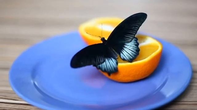 Фотосессия с бабочками смотреть онлайн