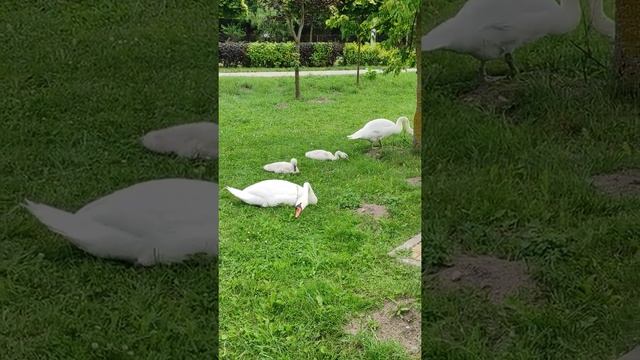 Rodzina białych łabędzi z maleństwem. Co i jak jedzą łabędzie/ Лебедь с малышами. Что едят лебеди? смотреть онлайн