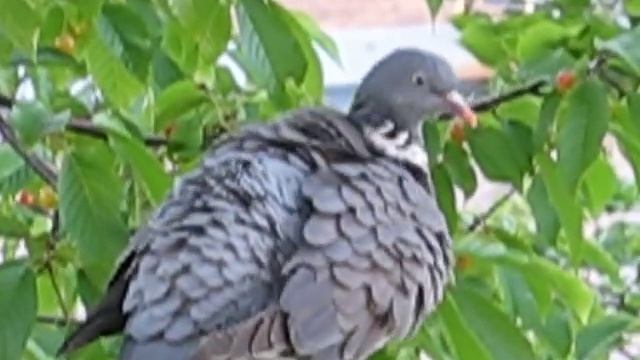 Лесной голубь (Вяхирь) смотреть онлайн