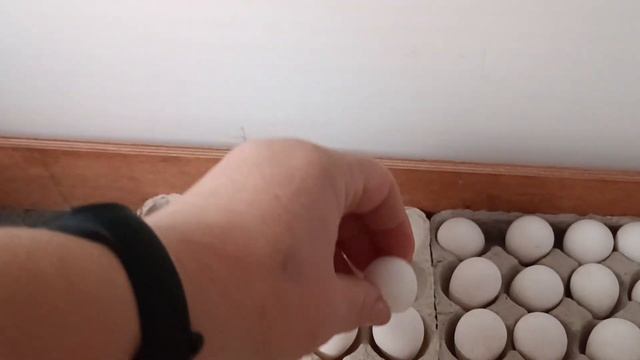 Инкубация виргинского перепела. смотреть онлайн