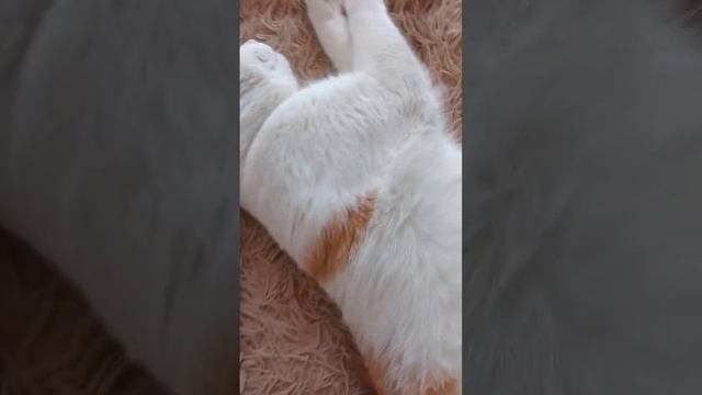 Кот шевелит лапами во сне смотреть онлайн