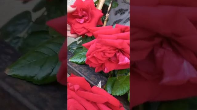 Как цветут розы зимой ? Negresco Rose. Roses in winter, flowering. смотреть онлайн