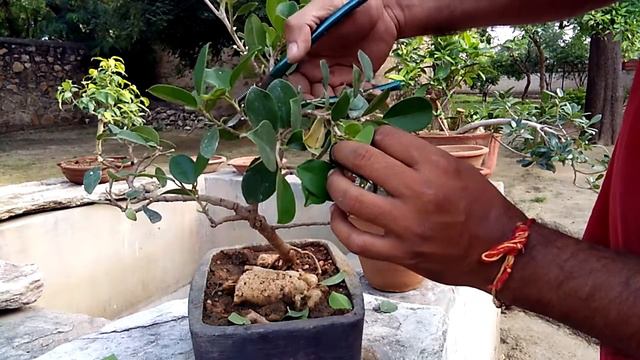 how to do wiring a bonsai, shaping ,defoliation ,trimming of branch and leaf in hindi/ urdu ,india смотреть онлайн