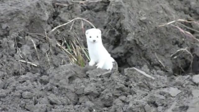 Ласка смотреть онлайн