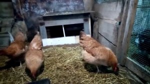Царскосельская породная группа!!! Яйценоскость в зимний период!!! ?