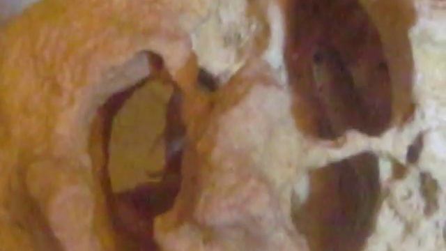 Принцесса Бурунди (Neolamprologus brichardi) - первая кладка смотреть онлайн