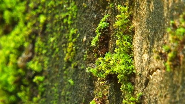 Гродненская крепость – форт №13 в окрестностях д. Грандичи / Grodno fortress - fort №13 смотреть онлайн