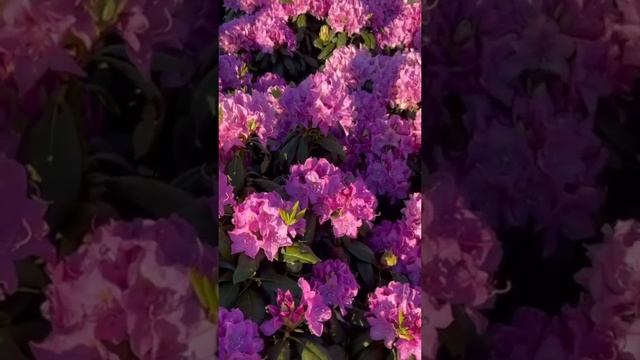 #TreeTipTuesday - Roseum Elegans Rhododendron смотреть онлайн