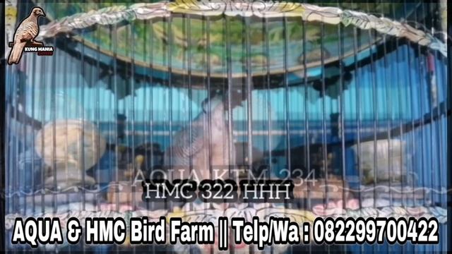 MANTAP !!! 65 SUARA PERKUTUT BANGKOK RING AQUA & HMC BIRD FARM смотреть онлайн