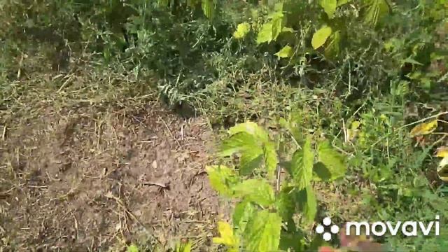 Гибель плантации малины!!!! От чего??? Почему??? смотреть онлайн