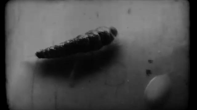Silverfish смотреть онлайн