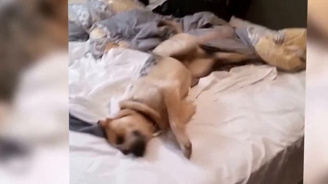 Собаку плющит :)