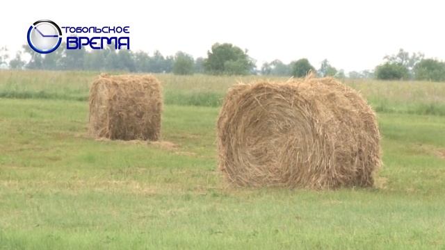 СЕНОКОС смотреть онлайн