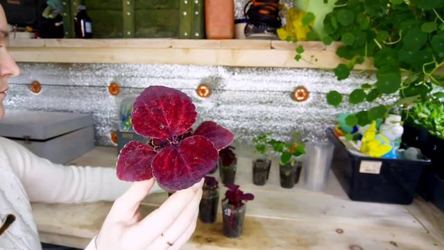 Колеус из семян, уход за сеянцами. Будни Петунщика: выпуск 26. смотреть онлайн