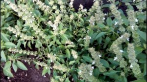 ??КАКИЕ СОРТА БАЗИЛИКА Я ВЫРАЩИВАЮ МНОГО ЛЕТ. Мой обзор и отзыв