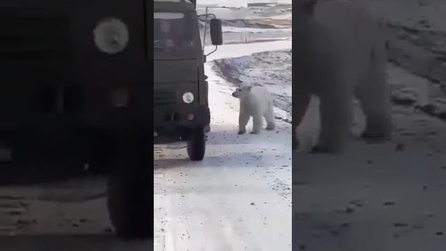 Ужас шок медведь есть человека смотреть онлайн