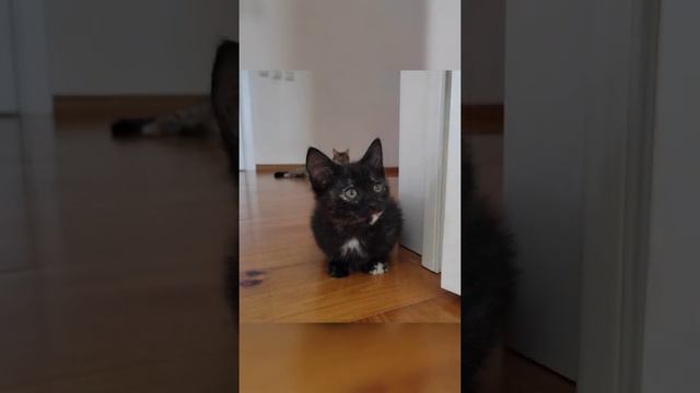 Котята Ириски: 2 поколение. Прекрасная черно-белая кошечка смотреть онлайн
