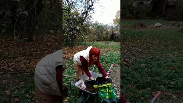 Туи Смаргд.Посадка осенью. смотреть онлайн