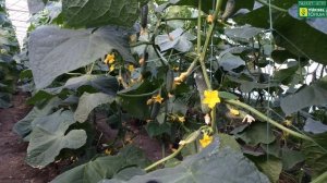 Огурец Вятич F1 - Делали ослепление первых междоузлий на всех гибридах. 6 сентября