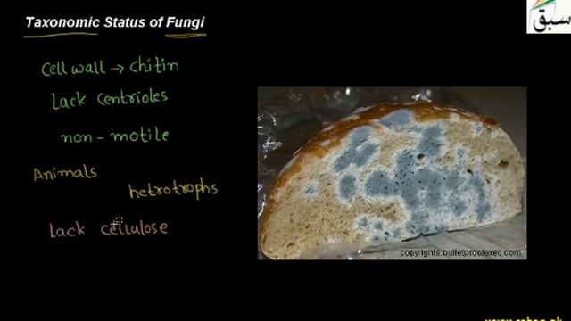 Taxonomic Status of Fungi, Biology Lecture | Sabaq.pk смотреть онлайн