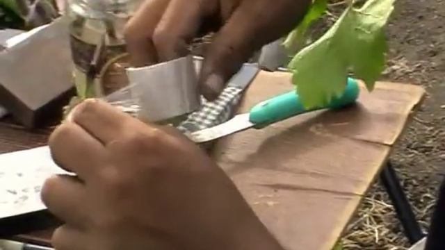 Прививка винограда чёрным в зелёное смотреть онлайн