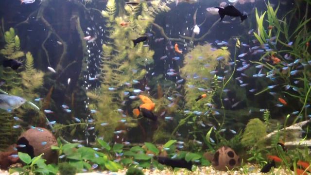 Аквариум с неонами смотреть онлайн