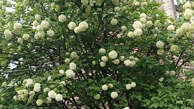 Влог? Уехали на дачу? Дачная жизнь смотреть онлайн