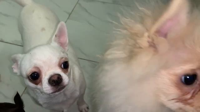 Все полакомились сыром. смотреть онлайн