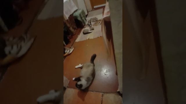 Нас осталось трое!Вчера девочки,серенькие кошечки уехали.Осталось пристроить еще троих.Господи помо смотреть онлайн